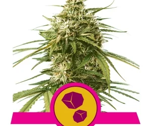 Gushers  Royal Queen Seeds Nasiona marihuany 