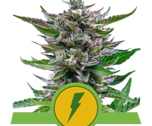North Thunderfuck Automatic  Royal Queen Seeds Nasiona marihuany 