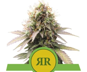 Royal Runtz Automatic  Royal Queen Seeds Nasiona marihuany 