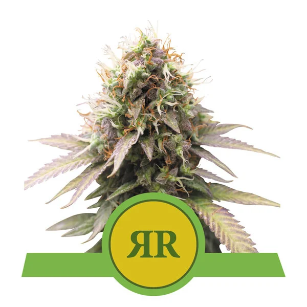 Royal Runtz Automatic Royal Queen Seeds Nasiona marihuany