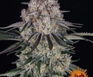 Sour Diesel Auto  Barney's Farm Nasiona marihuany 