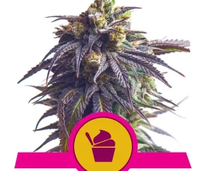 Sundae Driver  Royal Queen Seeds Nasiona marihuany 