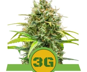 Triple G Automatic  Royal Queen Seeds Nasiona marihuany 