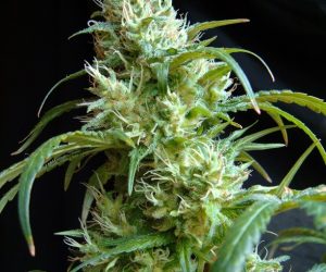 Flash Back #2  Sweet Seeds Nasiona marihuany 