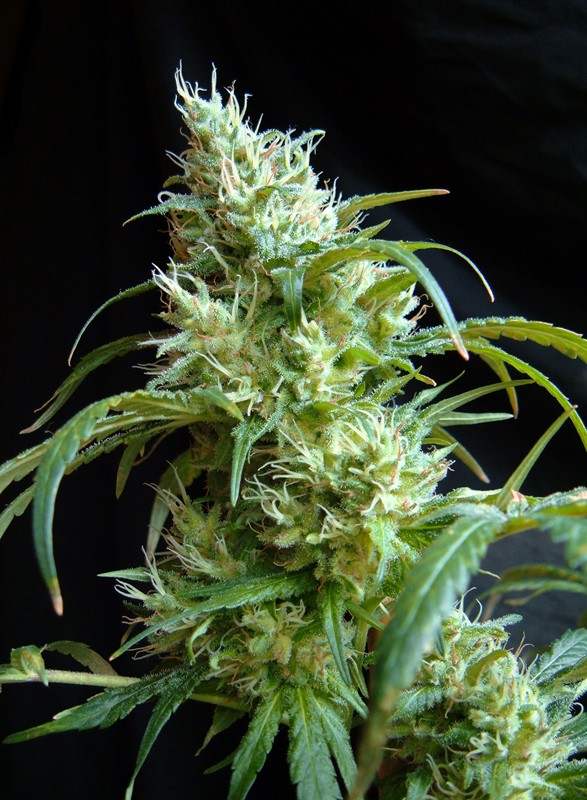 Flash Back #2 Sweet Seeds Nasiona marihuany