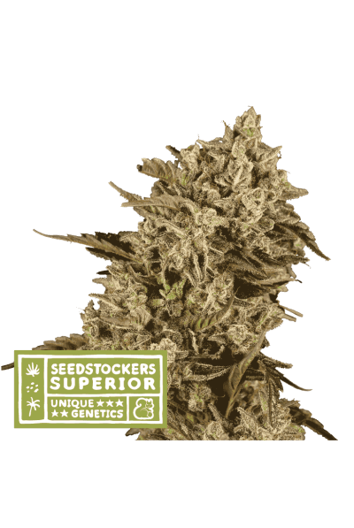 Apollo Black Cherry Seedstockers Nasiona marihuany