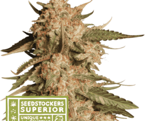 Blue Moby Auto  Seedstockers Nasiona marihuany 