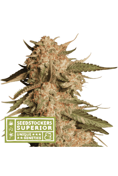 Blue Moby Auto Seedstockers