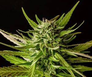 Dosidos  Kannabia Seed Company Nasiona marihuany 