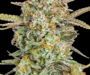 Auto Bruce Banner XXL  Advanced Seeds Nasiona marihuany 