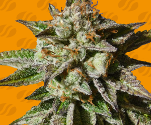Bruce Cookies  Original Sensible Seeds Nasiona marihuany 