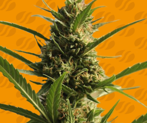 CannaBoom CBD+  Original Sensible Seeds Nasiona marihuany 