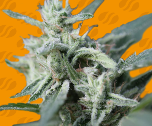 CannaFuel CBD+  Original Sensible Seeds Nasiona marihuany 