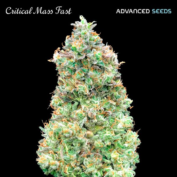 Critical Mass Fast Advanced Seeds Nasiona marihuany