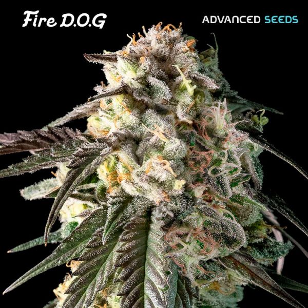 Fire DOG Advanced Seeds
