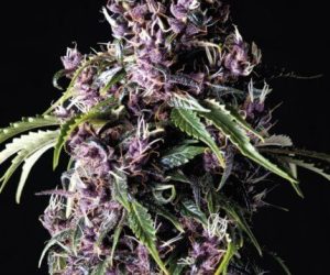 Purple  Pyramid Seeds Nasiona marihuany 