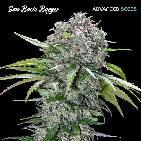 San Bacio Burger Advanced Seeds Nasiona marihuany