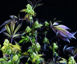 Sunset Sherbet  Pyramid Seeds Nasiona marihuany 