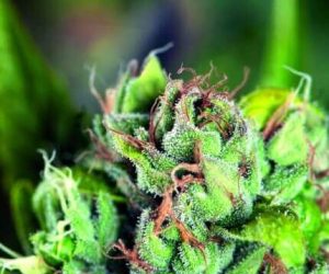 Tahoe Cure  Pyramid Seeds Nasiona marihuany 
