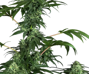 420 Punch  Sensi Seeds Nasiona marihuany 