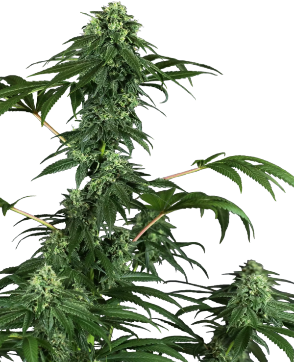 420 Punch Sensi Seeds Nasiona marihuany