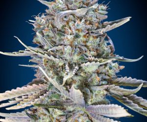Blue Dream Fast  00 Seeds Bank Nasiona marihuany 