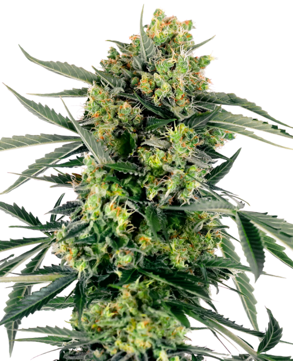 Caramellow Kush Auto Sensi Seeds Nasiona marihuany