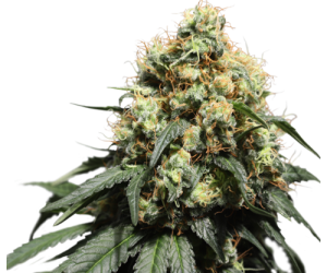 Bruce Lemon Diesel  Super Sativa Seed Club Nasiona marihuany 