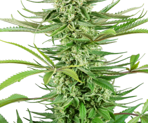 Cashew Kush  Sensi Seeds Nasiona marihuany 