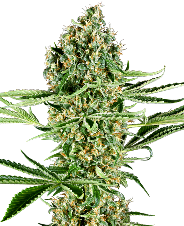 Critical Runtz Sensi Seeds Nasiona marihuany
