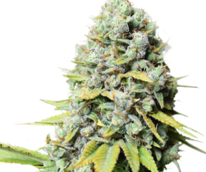 Kosher Haze  Super Sativa Seed Club Nasiona marihuany 