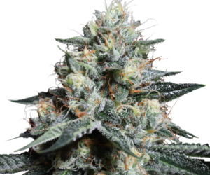 Lava Freeze  Super Sativa Seed Club Nasiona marihuany 