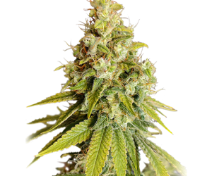 Lemon OG  Super Sativa Seed Club Nasiona marihuany 