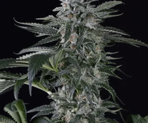 Moby Dick Auto  Silent Seeds Nasiona marihuany 