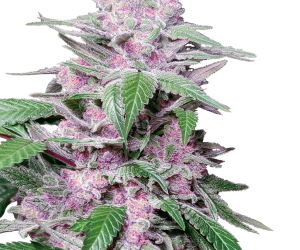 Purple Cookie Kush  Sensi Seeds Nasiona marihuany 