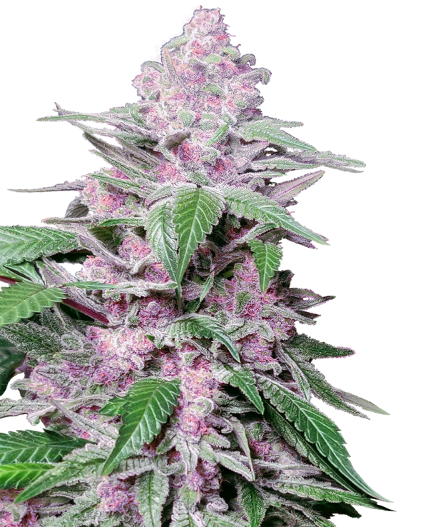 Purple Cookie Kush Sensi Seeds Nasiona marihuany