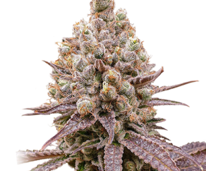 Purple OG Punch  Super Sativa Seed Club Nasiona marihuany 