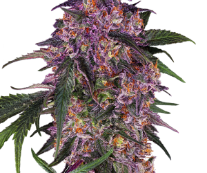 Sensi Purple Kush  Sensi Seeds Nasiona marihuany 