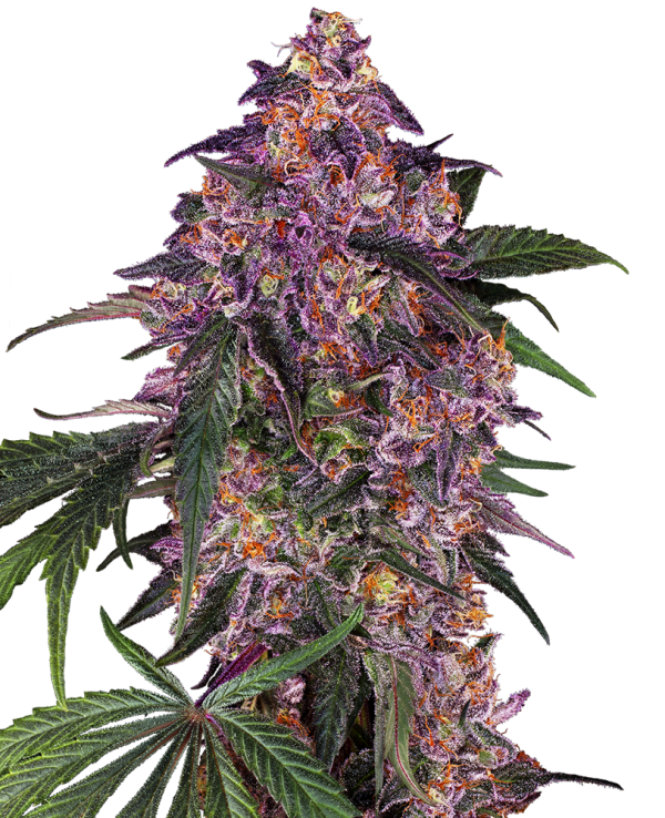 Sensi Purple Kush Sensi Seeds Nasiona marihuany