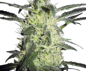 Silver Haze  Sensi Seeds Nasiona marihuany 