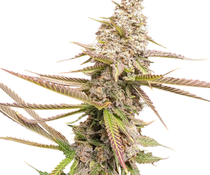 Strawberry Cookies  Super Sativa Seed Club Nasiona marihuany 