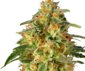 TnT Trichome  Super Sativa Seed Club Nasiona marihuany 