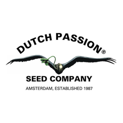 Dutch Passion Nasiona Marihuany