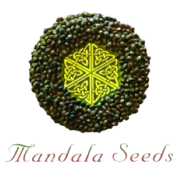 Mandala Seeds Nasiona Marihuany
